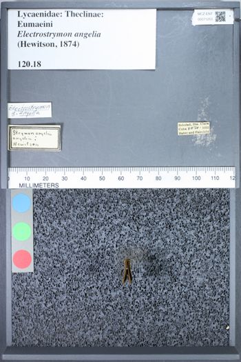 Media type: image;   Entomology 71253